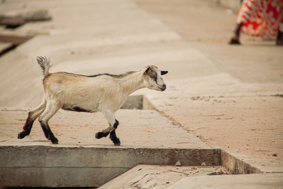 Brown goat representing Suvarotti in Madurai
